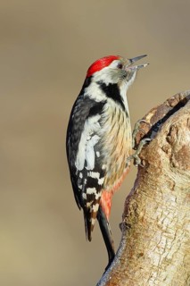 Middle spotted woodpecker (Dendrocopos medius) sitting at a water pot in a tree trunk, Animals,