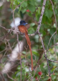 African Paradise Flycatcher (Terpsiphone viridis) male perched on a branch, Namibia