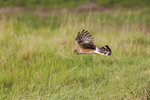 Kornweihe; lat. Circus cyaneus; junges Weibchen im Flug über dem Deich; Mittelaußengroden der