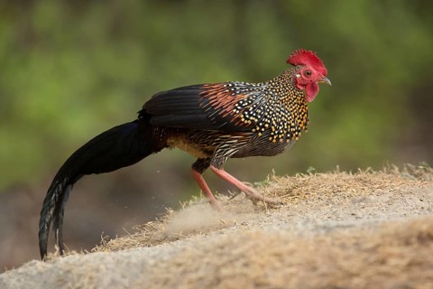 Grey Junglefowl (Gallus sonneratii) male, Kerala, India