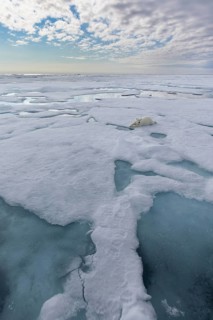 Polar Bear (Ursus maritimus) adult lying on pack ice, Svalbard, Norway