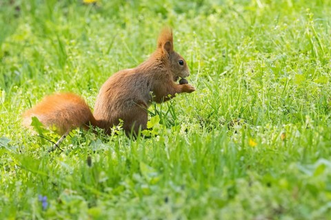A squirrel (Sciurus vulgaris) sits in the green grass and holds a nut in its paws, Hesse, Germany