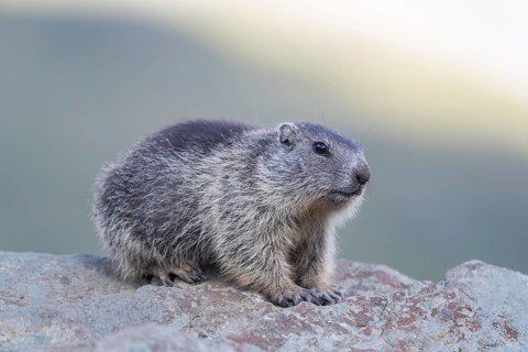 One young Alpine Marmots, Marmota marmota, side view portrait with neutral background.