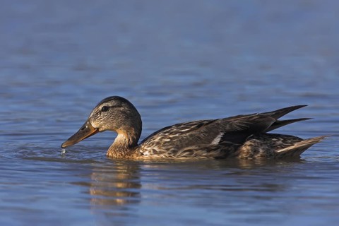 Mallard (Anas platyrhynchos) female, Mallorca, Spain