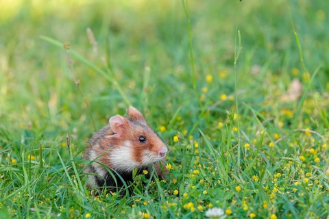 A European hamster (Cricetus cricetus) collects herbs, grass and daisies in a fresh green meadow