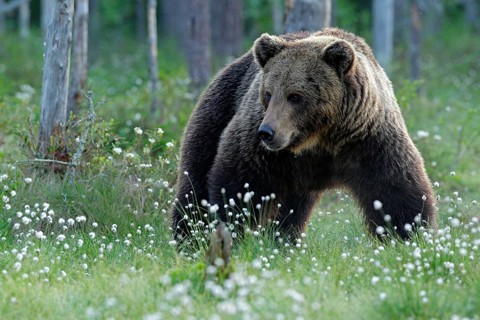 Brown bear walking in forest, morning light. Dangerous animal in nature taiga and meadow habitat.