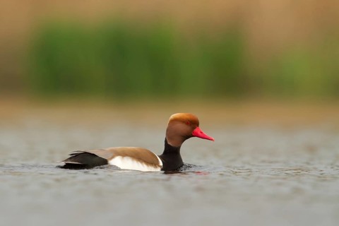 Red-crested Pochard (Netta rufina) male, Utrecht, Netherlands