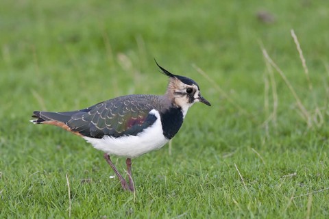 Northern Lapwing (Vanellus vanellus), Schleswig-Holstein, Germany