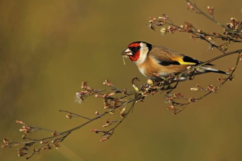 European Goldfinch (Carduelis carduelis), Asturias, Spain