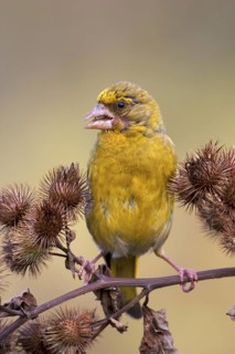 European Greenfinch (Chloris chloris), Brandenburg, Germany