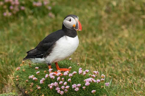 Atlantic Puffin (Fratercula arctica) on cliff, Iceland