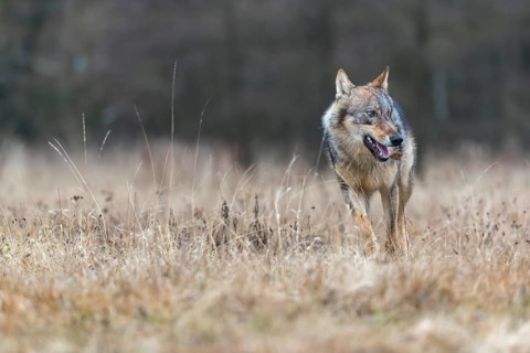 One young male eurasian gray wolf (Canis lupus lupus) running over a meadow. Dark forest in the