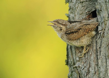 Eurasian Wryneck (Jynx torquilla), Baden-Wuerttemberg, Germany