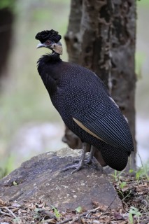 Ruffed Guinea Fowl (Guttera pucherani), adult, on the ground, alert, foraging, Kruger, Kruger