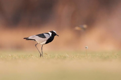 Blacksmith Lapwing (Vanellus armatus), Namibia