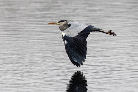 A grey heron flies just above the water surface, its reflection is clearly visible, Grey heron,