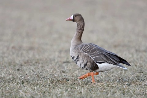 Greater White-fronted Goose (Anser albifrons) on field, North Rhine-Westphalia, Germany
