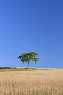 Solitary lime tree, linden in wheat field in the countryside in summer