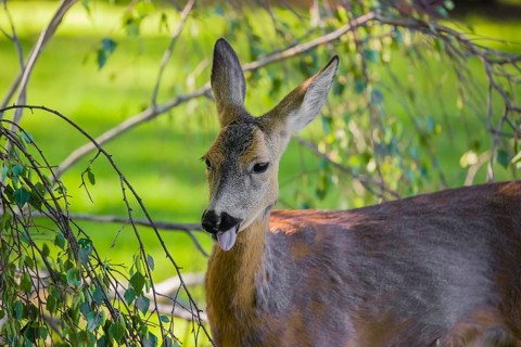 A female roe deer (Capreolus capreolus) eats fresh leaves from a tree