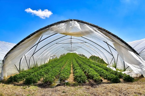 Strawberry cultivation in greenhouses, Bavaria, Germany