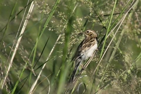 Pallas's Reed Bunting (Emberiza pallasi) female with food in beak, Dornod, Mongolia