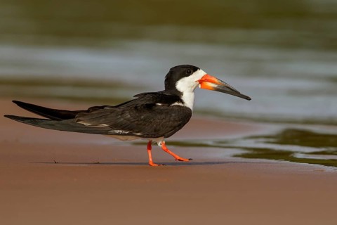 Black Skimmer (Rynchops niger) in the Pantalal region of Brazil