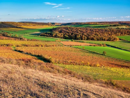 View over colourful vineyards in the Unstrut valley in autumn, Saale-Unstrut wine-growing region,