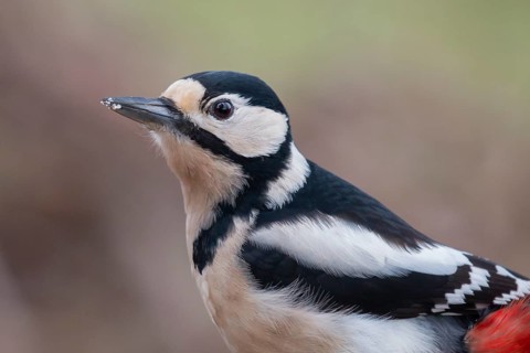 Great Spotted Woodpecker (Dendrocopos major) female, Lower Saxony, Germany