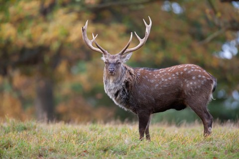 Sika deer (Cervus nippon) adult male buck standing on the edge of a woodland in the autumn,