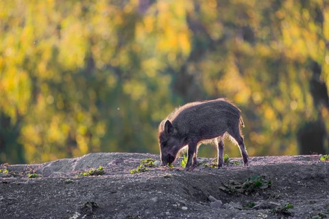 A wild boar piglet (Sus scrofa), runs across a clearing in hilly terrain in search of food. In the