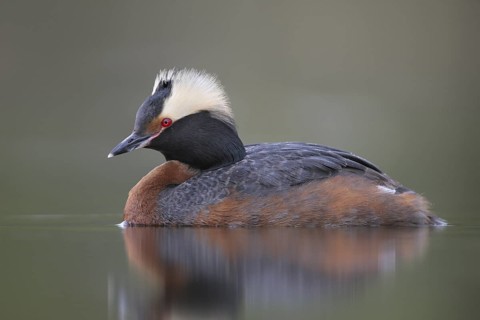 Horned Grebe (Podiceps auritus), Alaska, USA