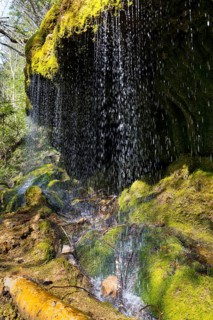 Dietfurt Waterfall, a moss waterfall in the Wutach Gorge, Black Forest, Baden-Württemberg, Germany