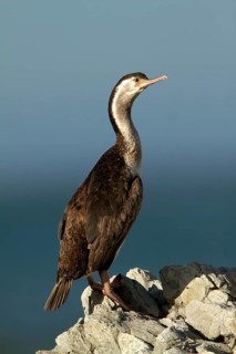 Spotted Shag (Phalacrocorax punctatus) juvenile, Kaikoura Peninsula, South Island, New Zealand