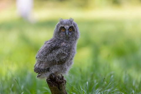 One young long-eared owl (Asio otus), sitting on a branch of a tree. Green vegetation in the