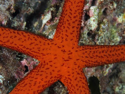 Close-up of red starfish (Echinaster sepositus) showing textures and patterns, dive site Giens