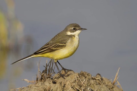 Western Yellow Wagtail (Motacilla flava thunbergi) female, Cyprus