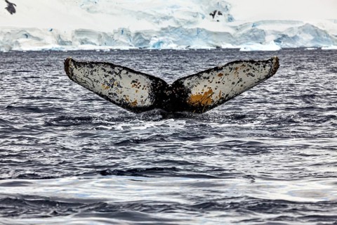 A whale fin rises majestically out of the water in the Antarctic, The fluke of a diving humpback