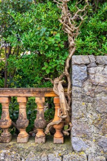 Urban architecture, tree roots on a house wall, Valdemossa mountain village, Majorca, Balearic