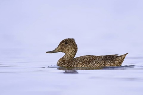 Freckled Duck (Stictonetta naevosa), Western Australia, Australia