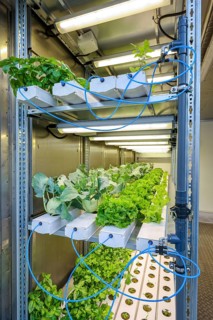 Dinslaken, North Rhine-Westphalia, Germany, Regional vegetable cultivation at the sewage treatment