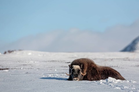 A musk ox cow (Ovibos moschatus) rests relaxed in the snow, winter, snow, cold, Tundra landscape,