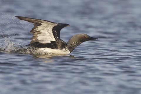 Pacific Loon (Gavia pacifica) mating, Manitoba, Canada