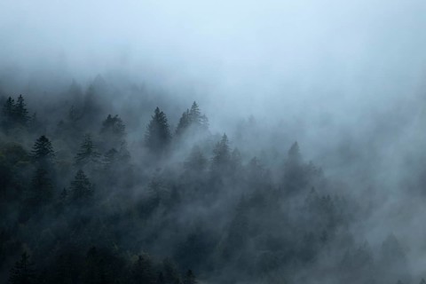 Forest in the fog, Vosges, France