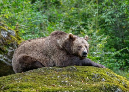 Brown bear (Ursus arctos) lying on a rock covered with moss, captive, Bavarian Forest National