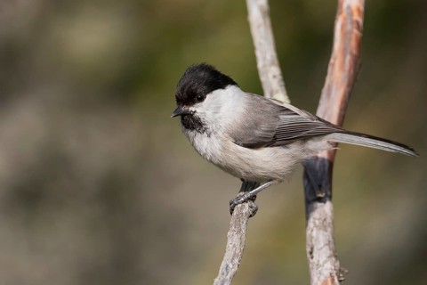 Willow Tit - Weidenmeise - Poecile montanus ssp. uralensis, Russia (Ural)