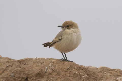 Red-rumped Wheatear (Oenanthe moesta) female, Morocco
