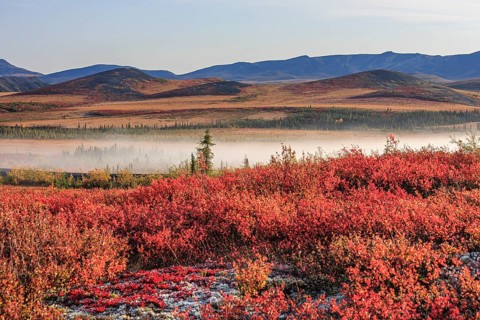 Autumn coloured tundra, blueberries, fog, mountains, morning light, Dempster Highway, Yukon, Canada
