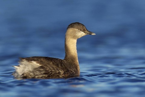 Hoary-headed Grebe (Poliocephalus poliocephalus), Victoria, Australia