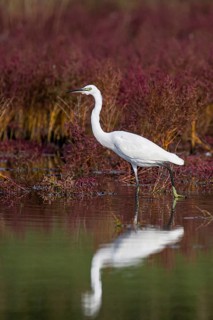 Little Egret (Egretta garzetta) foraging, Croatia