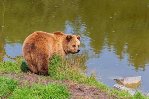 One adult eurasian brown bear (Ursus arctos arctos) standing at a lakeshore, looking back